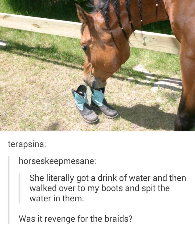 Horse Revenge. . tera sine She literally got a drink of water and then walked over to my boots and spit the water in them. Was it revenge for the braids?