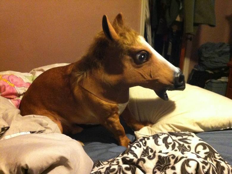 HORSIEEE. This is a dog with a horse mask, aka a pony..