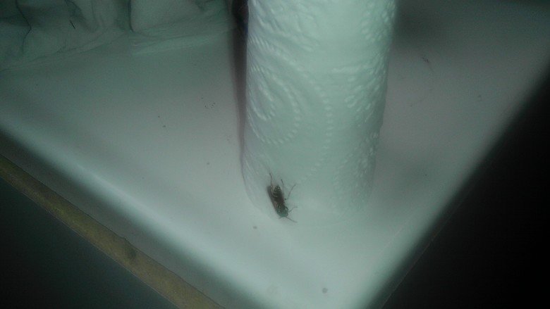How about no. Went into the bathroom to get some toiler paper and this is what I found..... And you took a photo and post it on funnyjunk Did you kill it?
