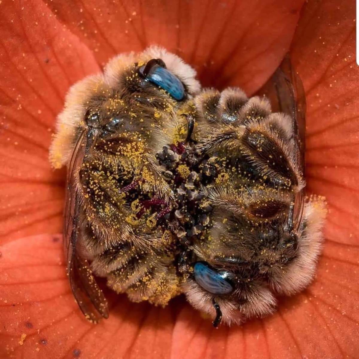 How bees sleep.. Photo by Joe Neely.. Imagine how terrible life must be if you could not close your eyes when you sleep like these insects, almost feel sorry for them.