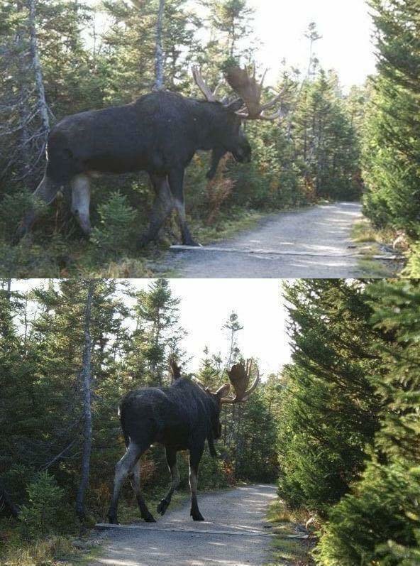how big a moose can get. .. Tame that thing