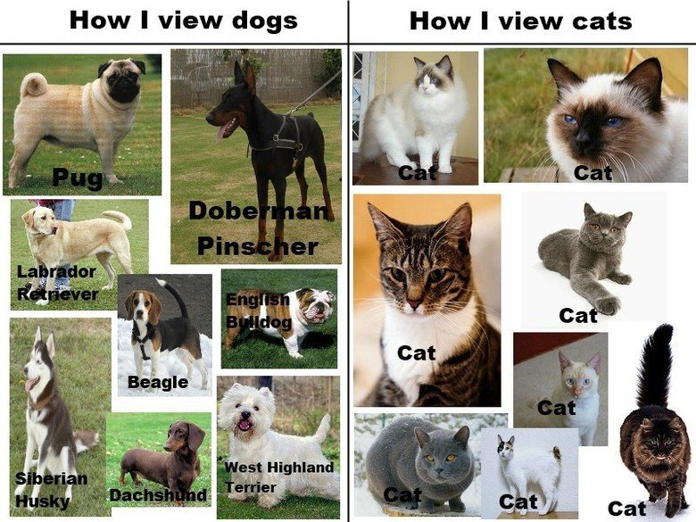 How I look at cats and dogs. . Tr. Srf) I View dogs How I View cats