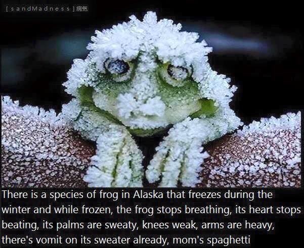 How ribbiting. Stolen from Facebook.. winter and while frozen, the frog stops breathing, its heart stops beating, its palms are sweaty, knees weak, arms are hea