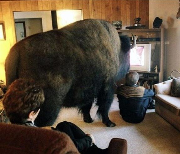 How the hell did he get in there?. .. sup Nm watching tv with my buffalo Cool bro
