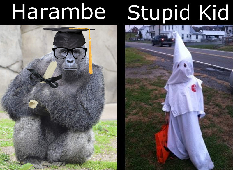 How the Media Sees Things. The Main Stream Media and even Hillary Clinton tried to put a racial spin on the shooting of Harambe the gorilla when a little boy fe