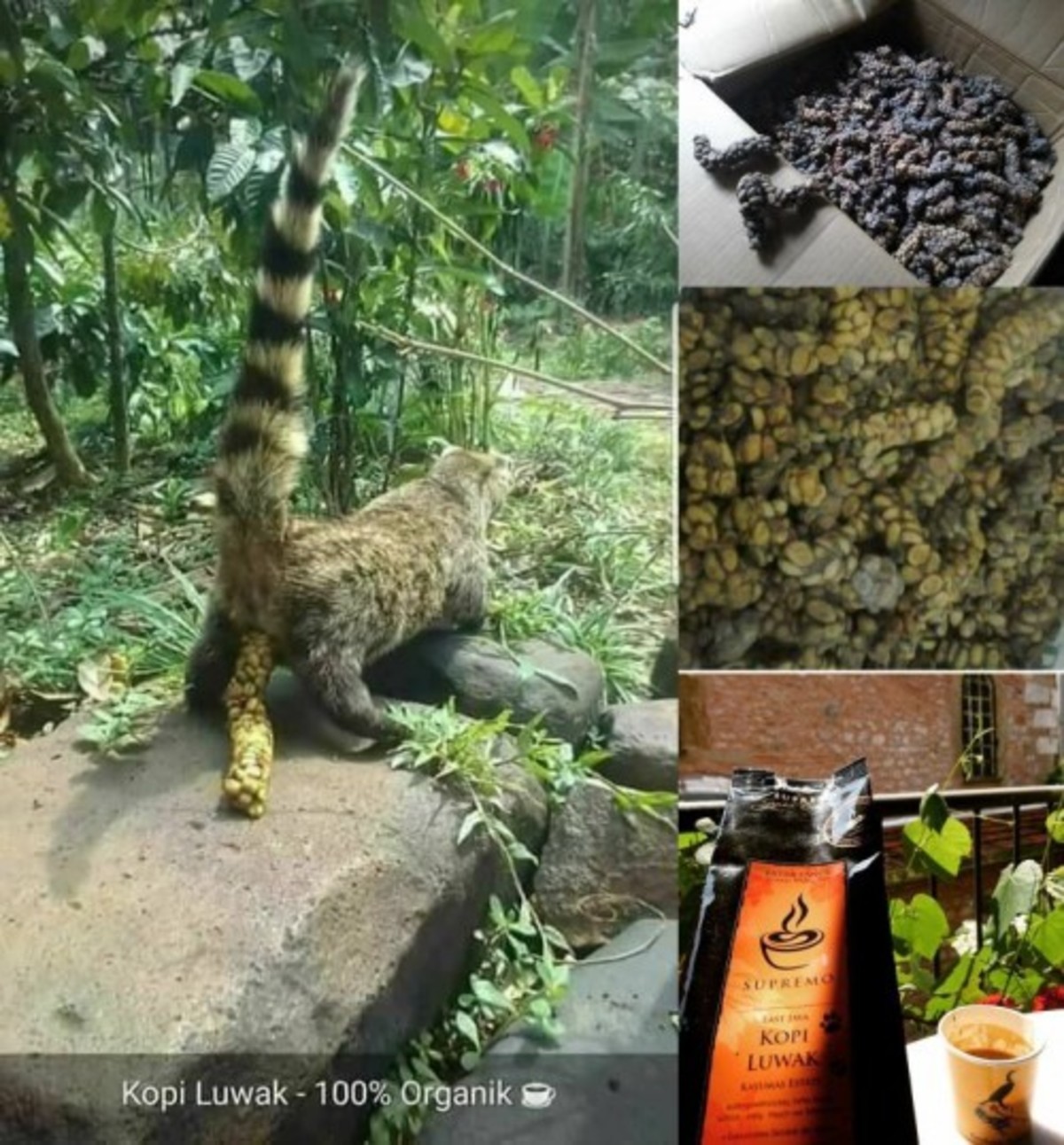 How the most expensive coffee is made. . Kopi Luwak - 100% Organic. This coffee tastes like