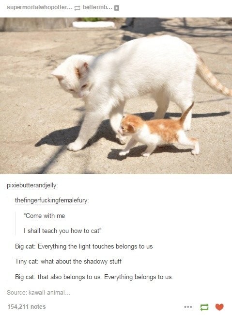How to Cat. .
