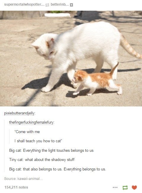 How To Cat. . Come with me I shall teach you how to cat" Big cat: Everything the light touches belongs to us Thy cat: what about the shadowy stuff Big cat: that