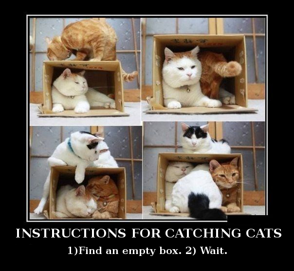 How to catch cats in 2 easy steps. . INSTRUCTIONS FOR CATS 1) Fira: l an empty box. 2) Wait.. I remember one time when I was about 6 or so, my parents got a new fridge and they let me keep the box. I loved sleeping in it. I can see the appeal cats have f