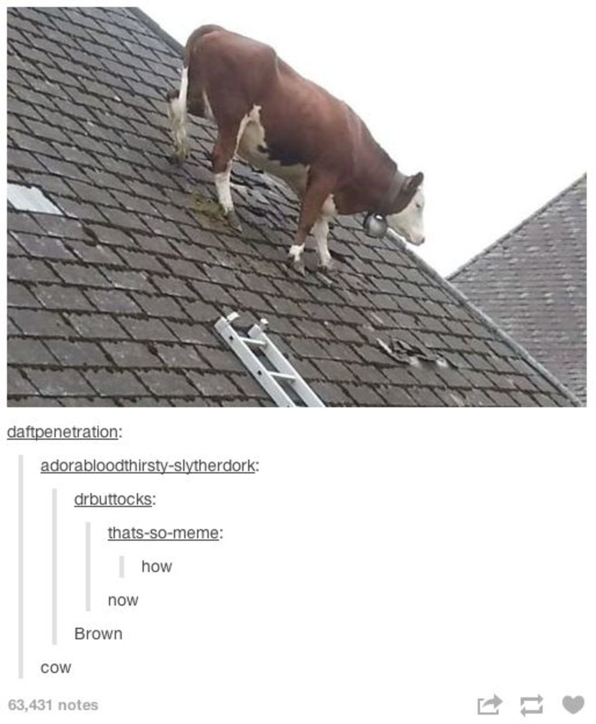 How. . t: ' titration: how new Brown COW 63. 4131 notes tta. That's a darn cow on a roof