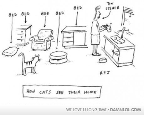 how cats see. . WE LOVE U LONG TIME 2
