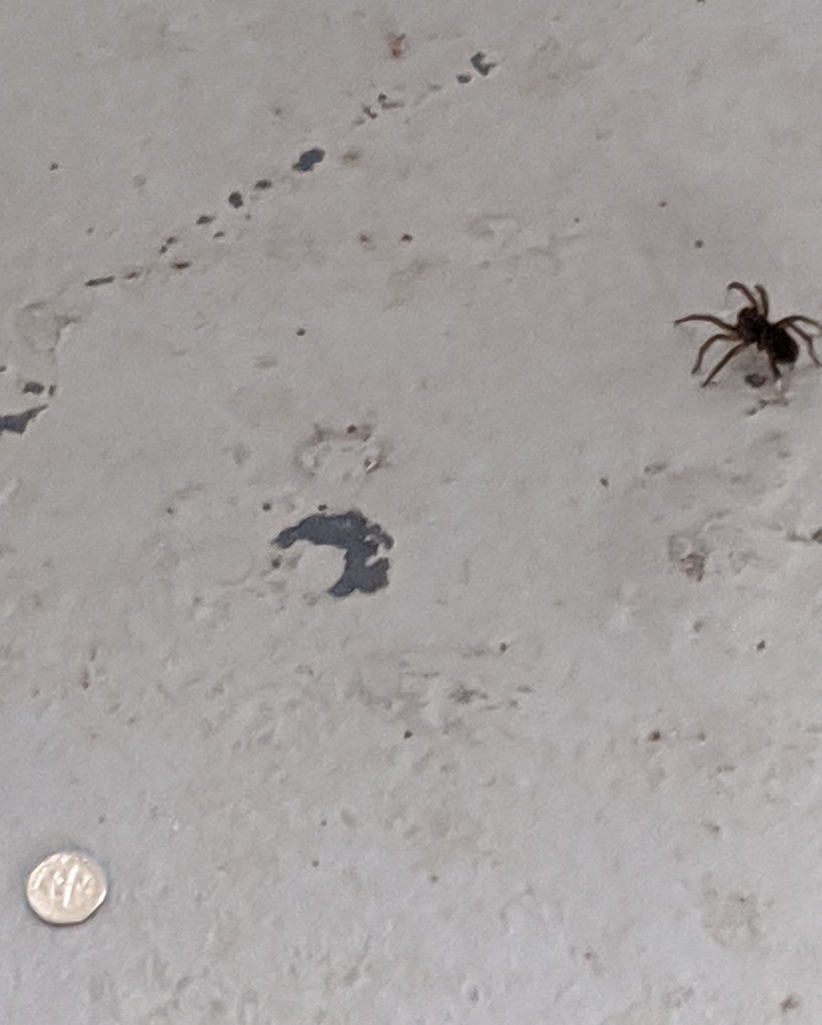How's your ht going?. Check it out, big spider with a dime for scale. Anyways what's going on with you guys? I'm very tired from moving all day... That's not a spoida this is a spoida