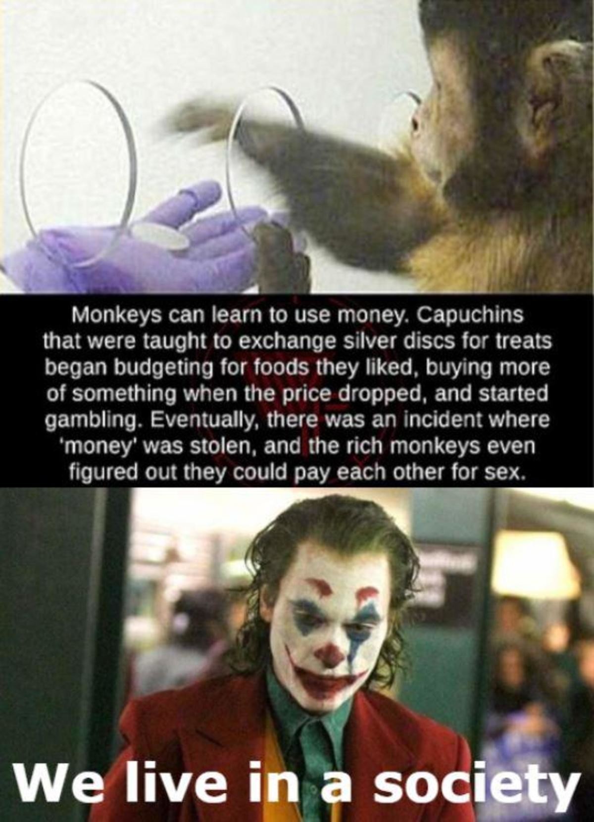 https://funnyjunk.com/Just+like+us/gXffMtK/. .. And then a chimp came in and pulled everyones faces off because grapes are for pussies.