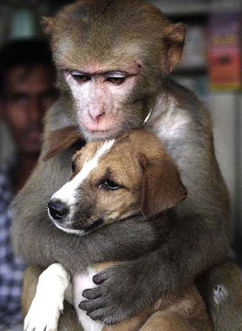 Hug For . .. Monkey-That's it...Just let go...It'll all be over soon.