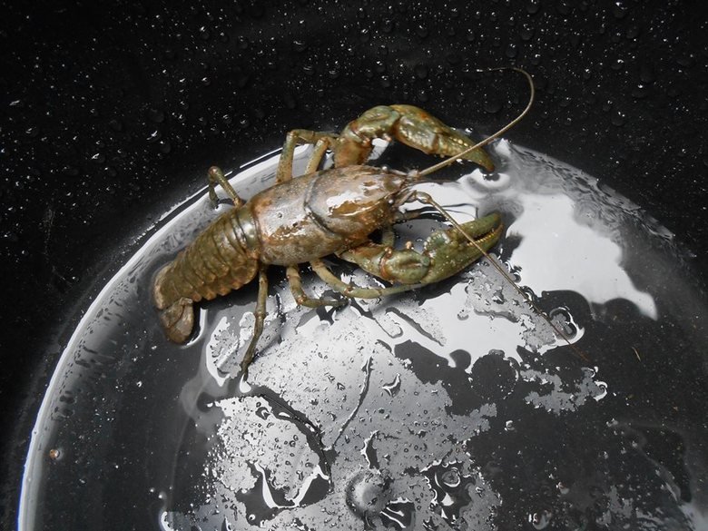 Huge alien monster!. ...Or just a lobster in a metall bucket... Lobsteroids.