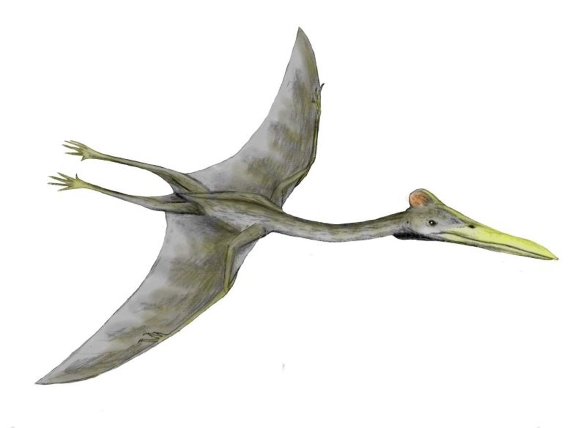 HUGE flying dino. Name: Hatzegopteryx (Hatzeg Wing). Phonetic: Hat-zeh-gop-teh-rix. Named By: Eric Buffetaut, Dan Grigorescu &amp; Zoltan Csiki - 2002. Classifi