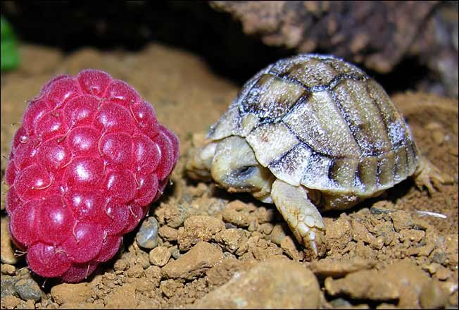 huge ing raspberry. it's a turtle. it's tiny. thumb it goddamnit... or a small turtle