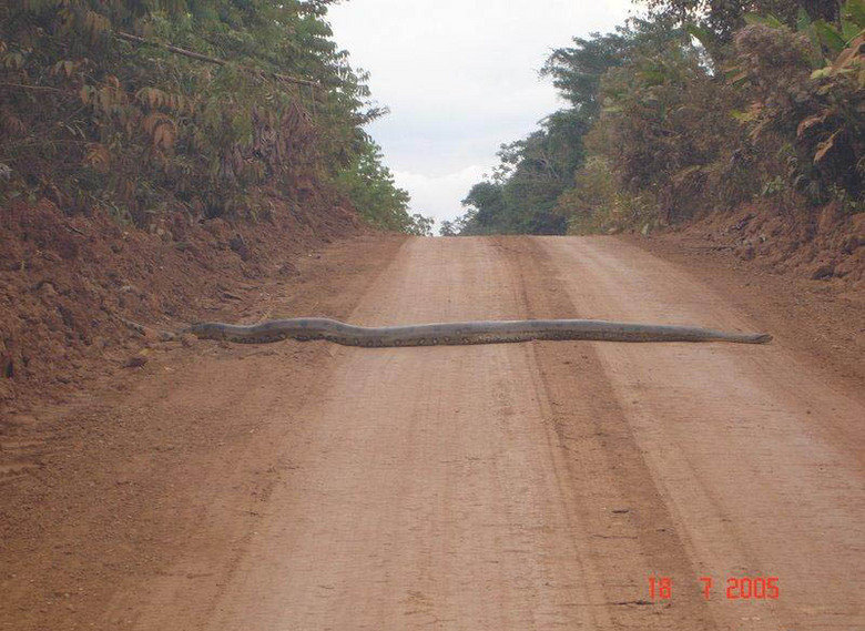 Huge Anaconda.. That's a big snake!.. DAMN NATURE............... YOU SCARY