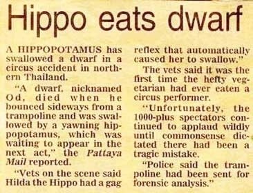 Hungry Hippo. . Hippo eats (Wart mellowed It dwarf in a Eire's accident in . em Thailand. A dwarf', nicker. darned Lid. died when he beamed sideways here a and 