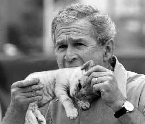 hungry. bush eating PUSSYcat.. Oh wow, this pic again. This must have required endless amounts of research and originality...