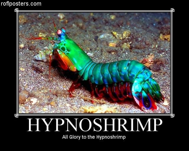 HYPNOSHRIMP. I don't think this one wo-ALL HAIL HYPNOSHRIMP. roflposters corn All Glory to the. I bet if you ate it you would acid and shrooms.