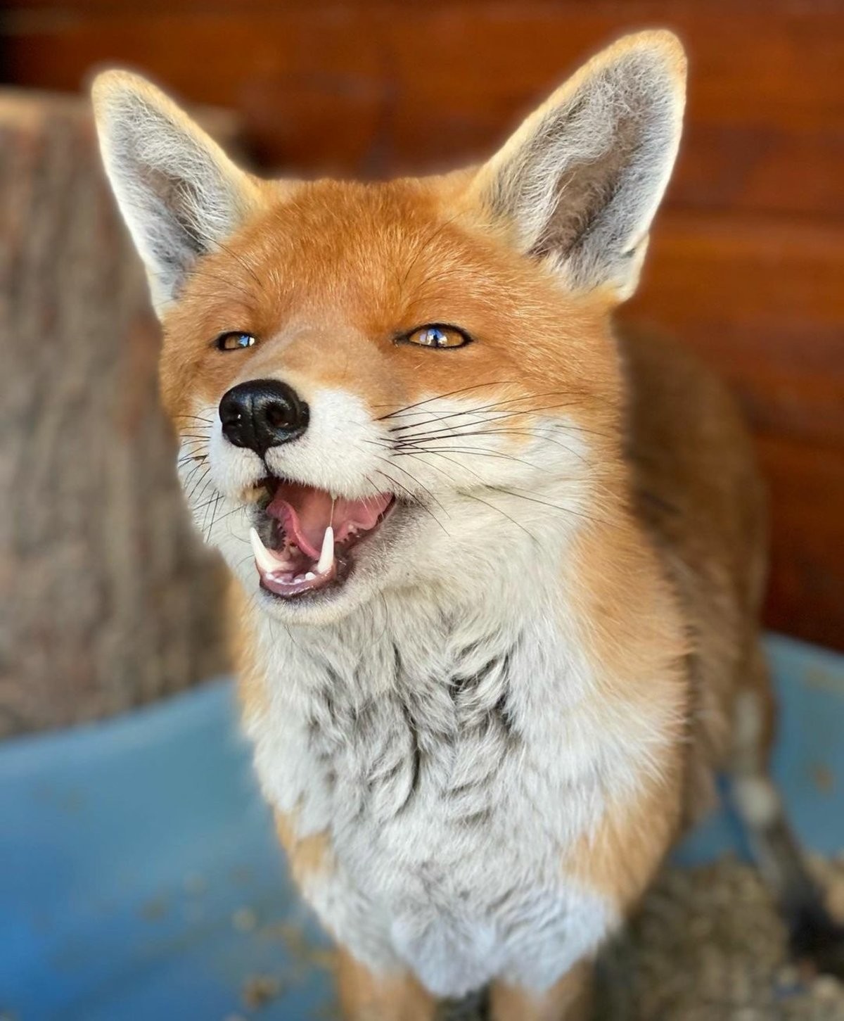 I would like to boop. .. Man i love foxes