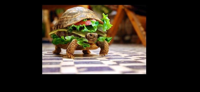 i is the turtle sandwich. hey it serves itself!.. It's certainly not fast food...