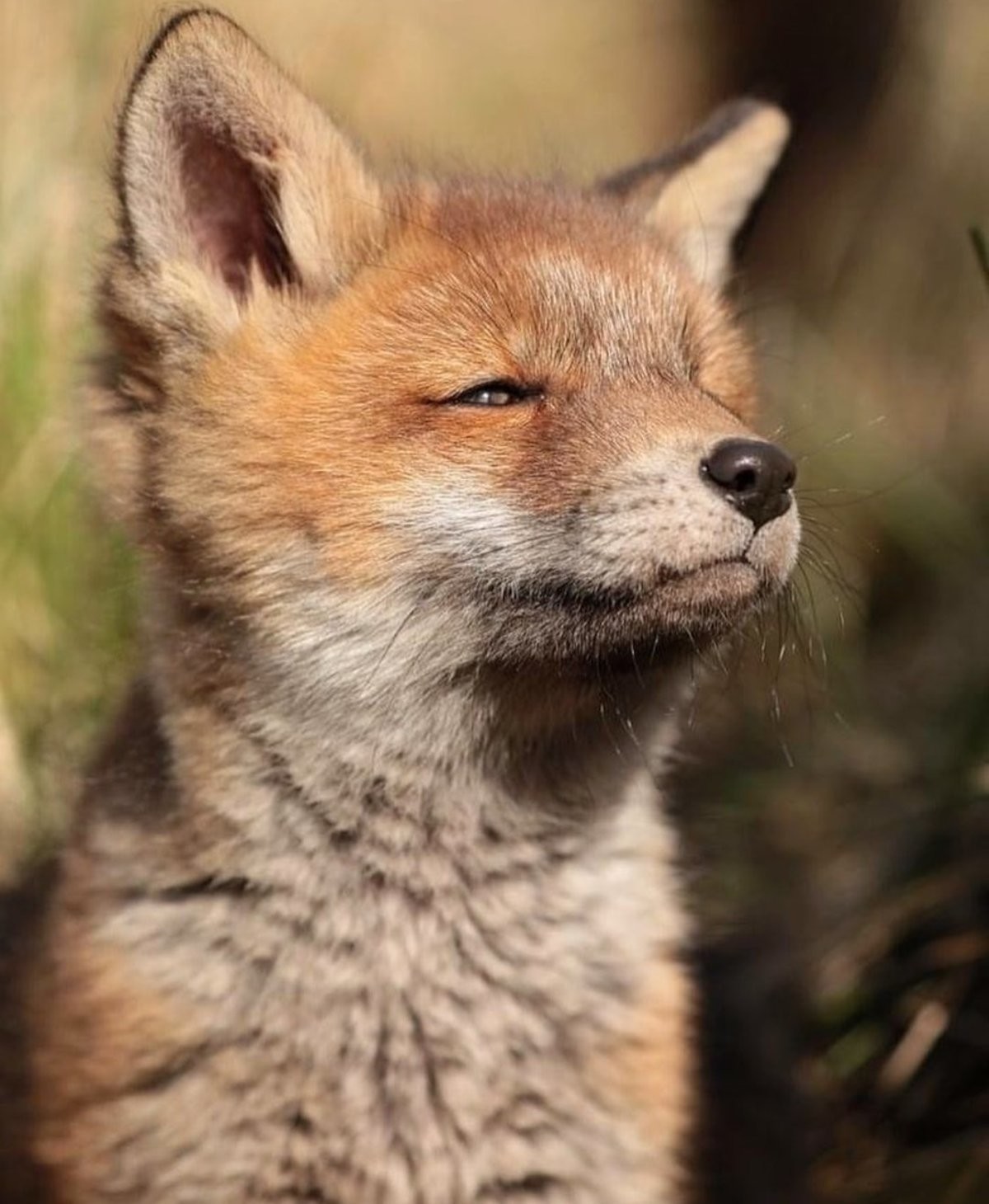Idk how to describe what emotion i think this fox is feeling. .. &gt;looking at the sunset, remembering that time you and your brother caught your frist frog. &gt;it tasted terrible &gt;but now, you remember it fondly