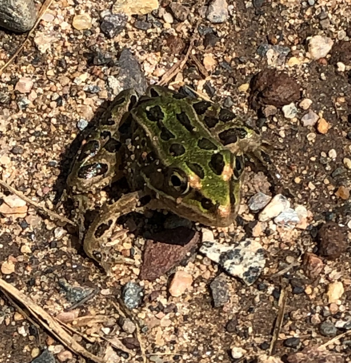 It is Wednesday my dudes. Found this lil dude while walking my dog... He’s here to welcome you to Wednesday