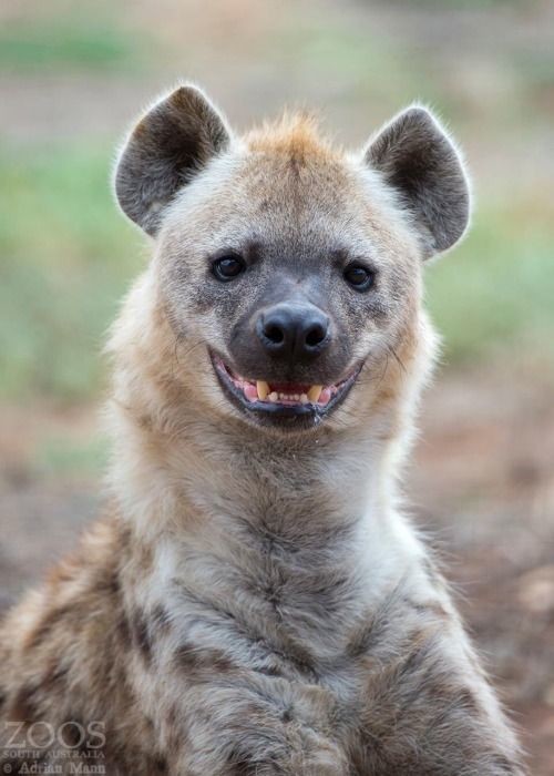 just some hyenas smiling. join list: YeenPosting (125 subs)Mention Clicks: 3180Msgs Sent: 12829Mention History.. Aww they look so dorky