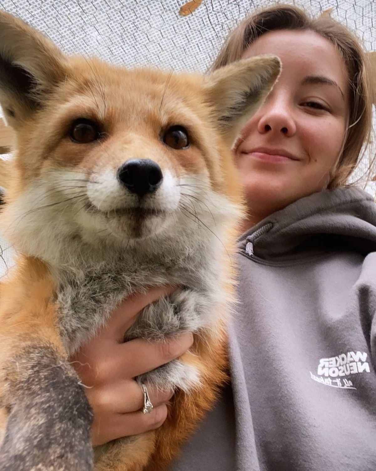 Kaya the fox. join list: RescueCritters (53 subs)Mention History Kaya the fox showing off her winter coat this year at Arctic Fox Daily Wildlife Rescue Obligato