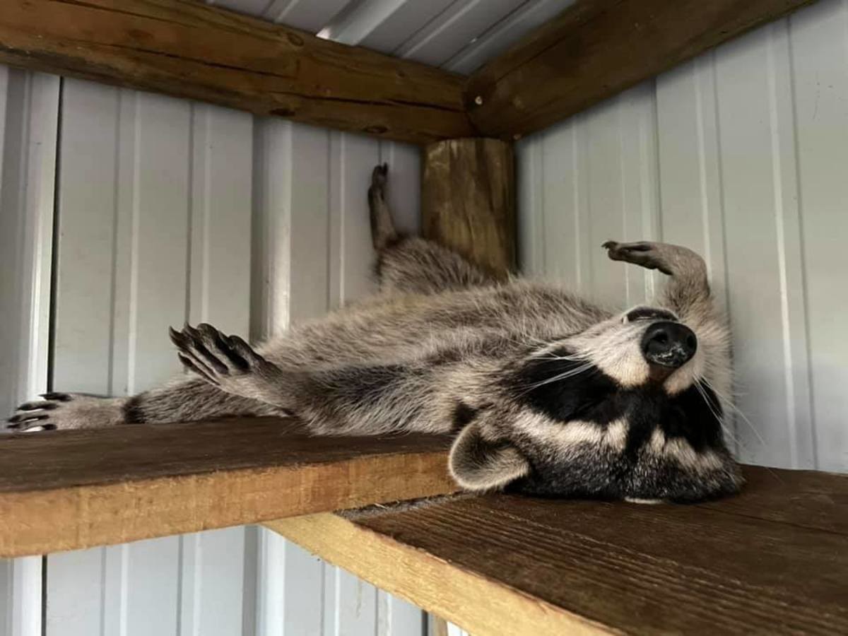 King the Raccoon. join list: RescueCritters (53 subs)Mention History This is King the raccoon sleeping at 101 Paws &amp; Claws.. The local trash panda really looks happy here.