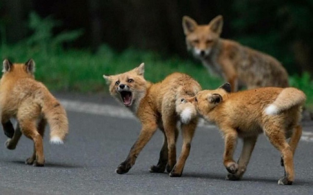 Kit mischief. Its common for fox kits to go for the ears and tail when play fighting! join list: GhostFoxes (22 subs)Mention History.. Ecthelion Snout