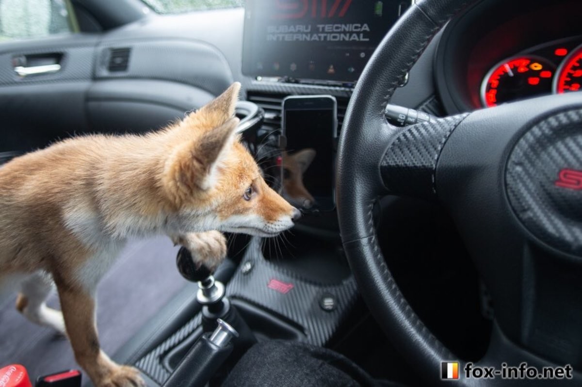 Local foxxo shows off his driving skills he acquired a second ago. .