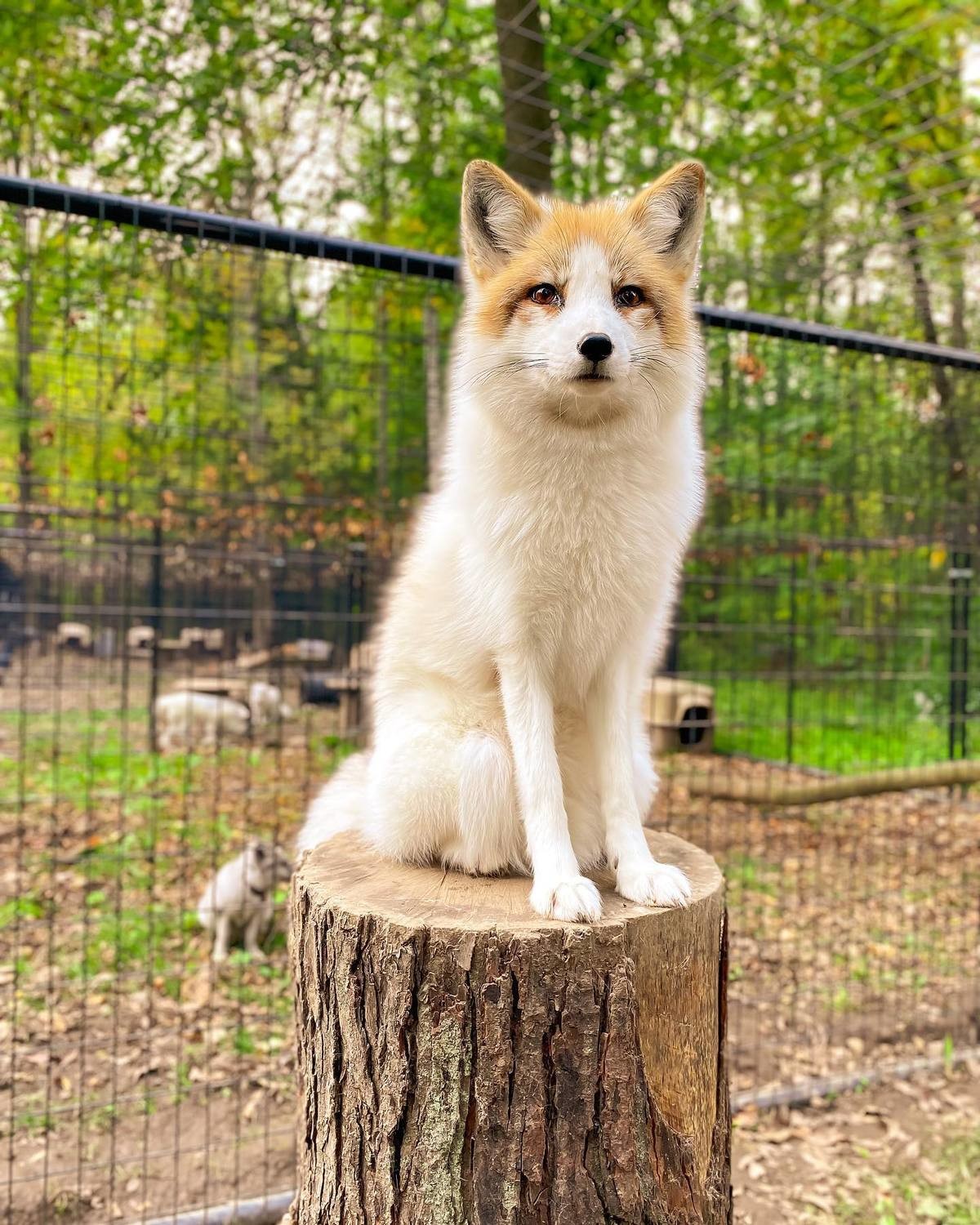 Loki the fox. join list: RescueCritters (53 subs)Mention History This is Loki, from Arctic Fox Daily Wildlife Rescue, don't let the sanctuary's name fool you, L