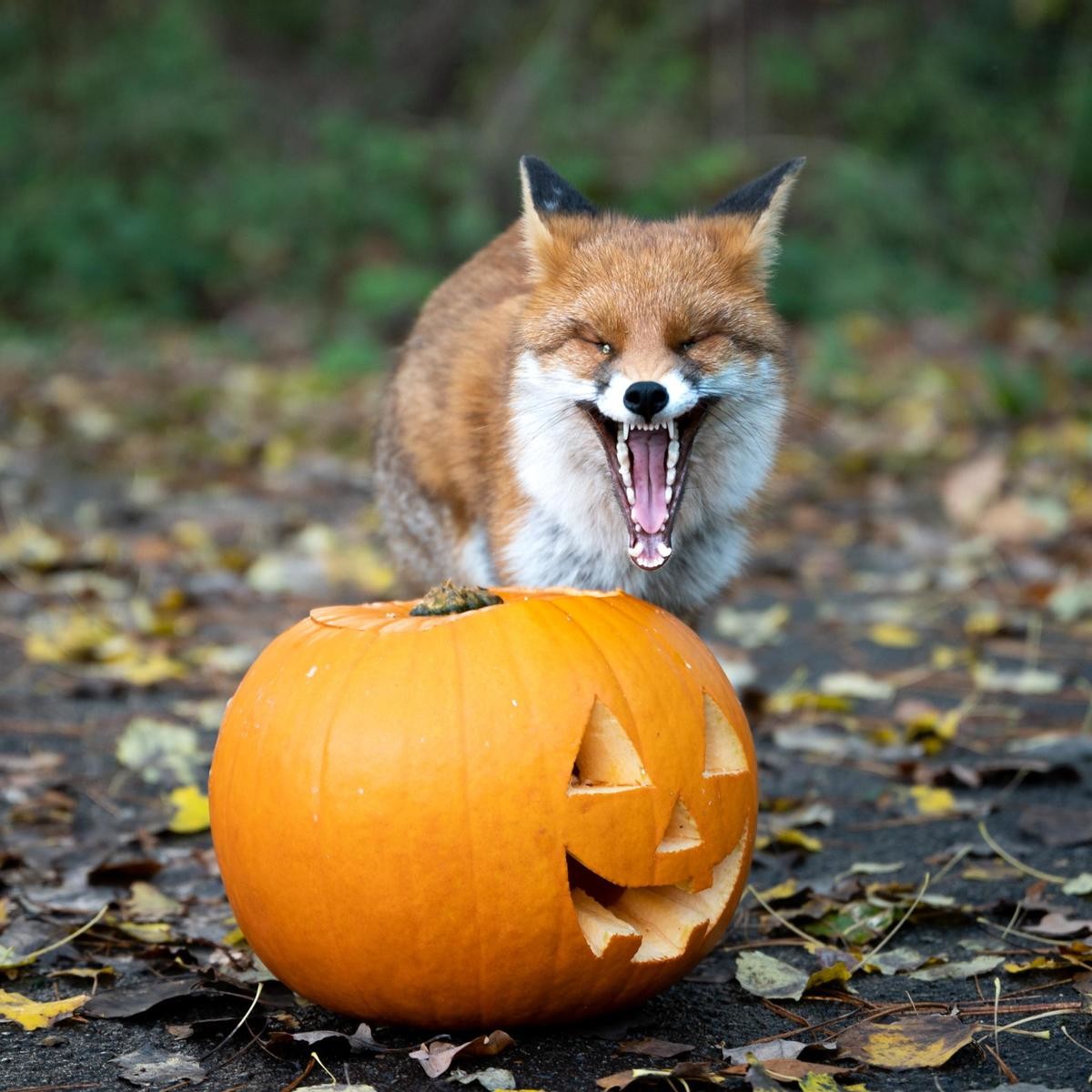 Look at how proud he is (he carved it himself). .. What a great job! Have you guys carved any pumpkins this year? I didn't get to, but I've seen some amusing ones so far. [trigger small mentionlist ForestPuppers