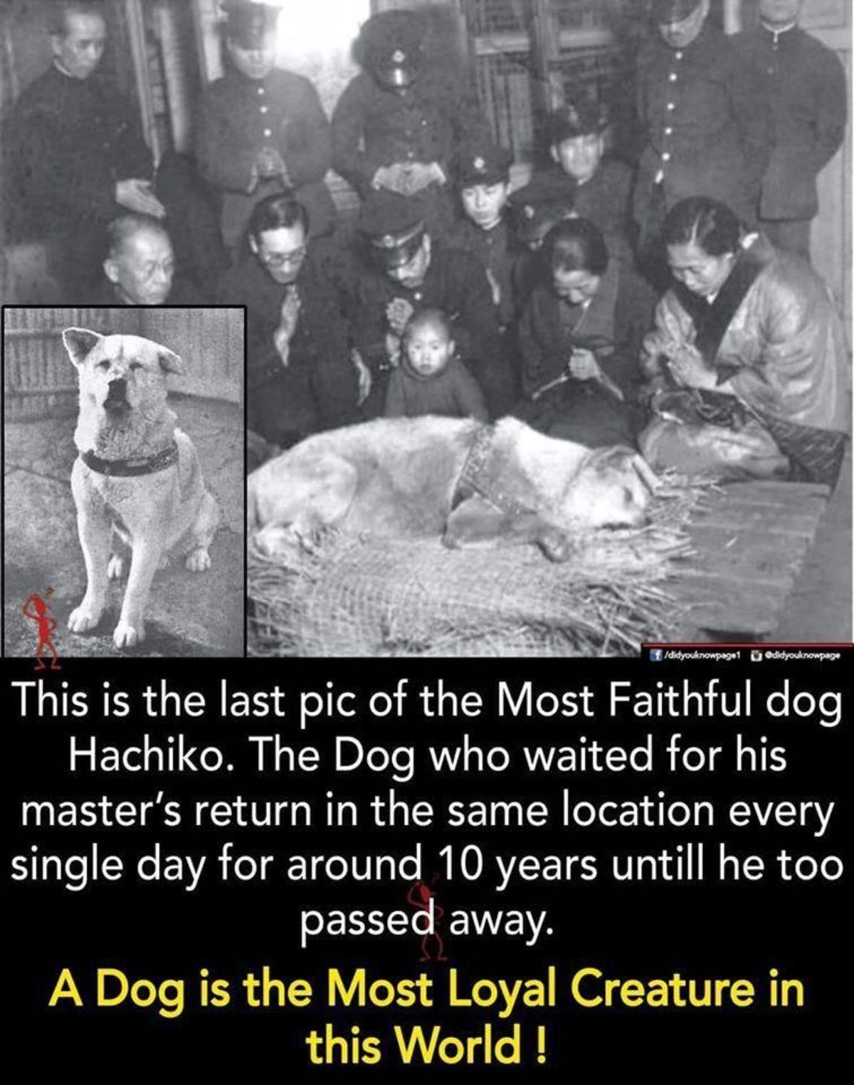 Loyal Dog. .. There's more to the story. His owner was Hidesaburō Ueno, a professor at the Tokyo Imperial University, and had picked Hachiko up as a puppy. Eventually he bega