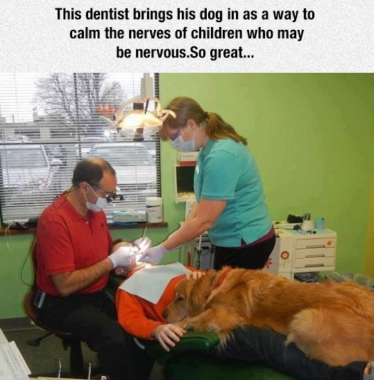 makes it a lil more tolerable. . This dentist brings his 'ilia'. in as a way ta calm the nerves of children who may be Amirit! great.... I like the idea, and it's probably a super well trained dog being the dentist is probably loaded, but if he where to paw the dentist's hand while he was doing s