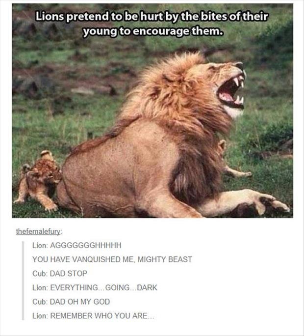 Male Lions. . Lions pretend to be hurt by the bites of their young to encourage them. Lion . abd., HAVE LANGUISHED ME, BEAST Cub: DAD STOP Lien‘ EVERYTHING . EA