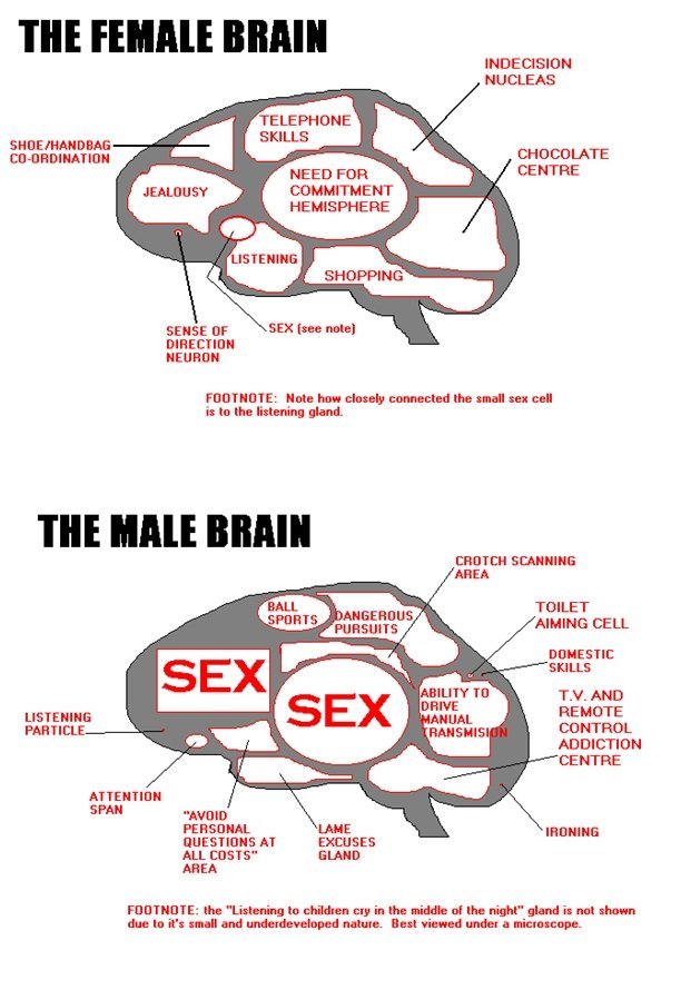 male vs female brain. . THE MIMI NUCLEUS LATE CENTRE SHOPPING SEN 5 E DIRECTION UTE: Hut: hull thinly targetted the an all u In that littering gland. BALL AREA 