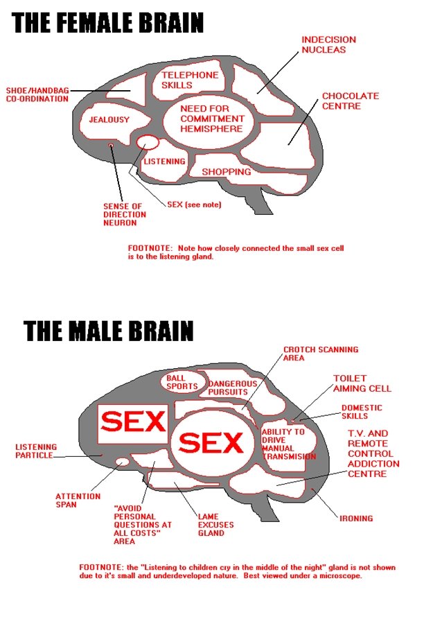 Male v Female Brain. dedz to joerge,&lt;br /&gt; thot it was funny. . NUCLEUS CHOCOLATE CENTRE SHOPPING SEN 5 E DIRECTION thuum FOOTNOTE: thate hull thinly targ