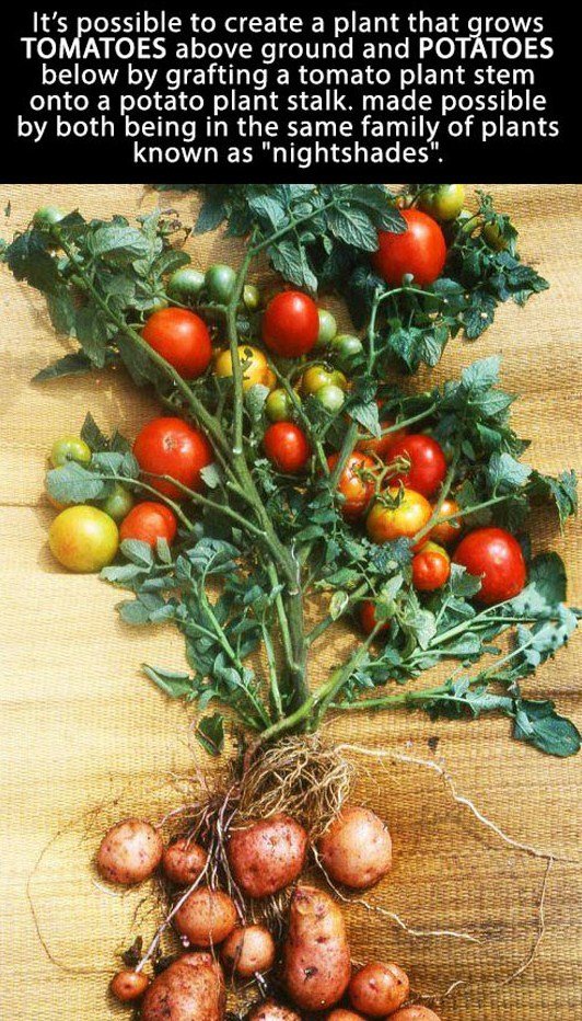 Mater-taters. . its possible to create a plant that rows TOMATOES above ground and PO TOES below by grafting a tomato plant stem onto a potato plant stalk. made