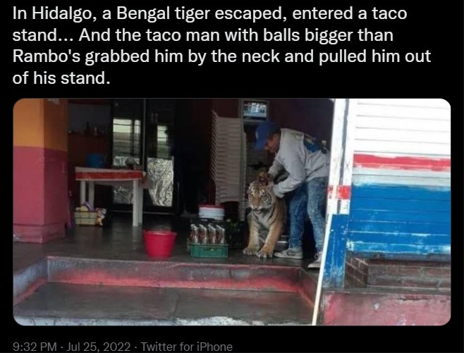Meanwhile in Mexico. Viva Mexico! CABRONES!.. Cats are cats and if you grab a cat by the scruff they kind of freeze up a bit. The harder you grab the more &quot;in trouble&quot; they realize they're in.