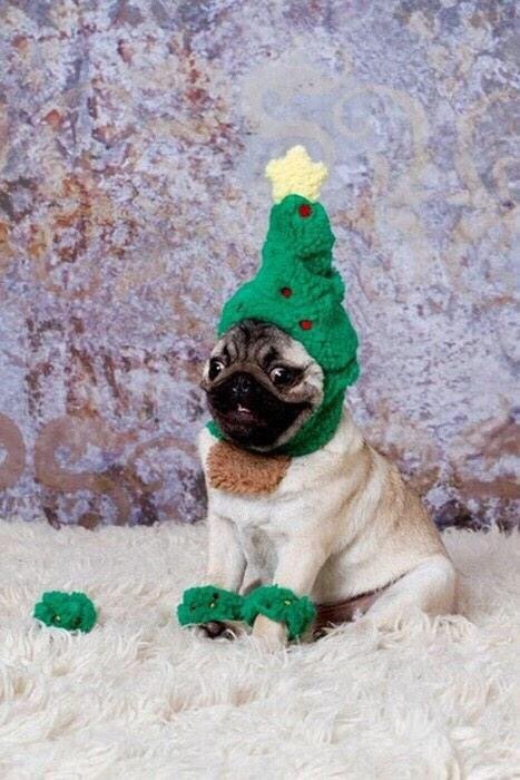 Merry Pugmas Everybody. Or whatever doesn't offend you.. Muslims hate dogs... so there is that.
