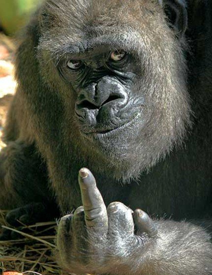 Message from King Kong. .. Dad. i am gorilla Son. i am dissapoint