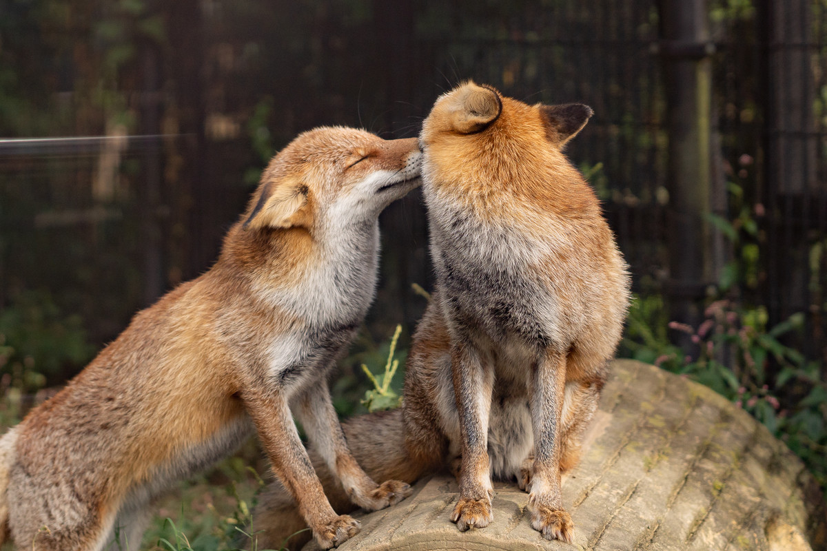 Mwah :3. .. Was on a walk a couple nights ago, I walked into 2 foxes grabbing each others tails and going in circles, couldn't tell if they were fighting or playing so I ki