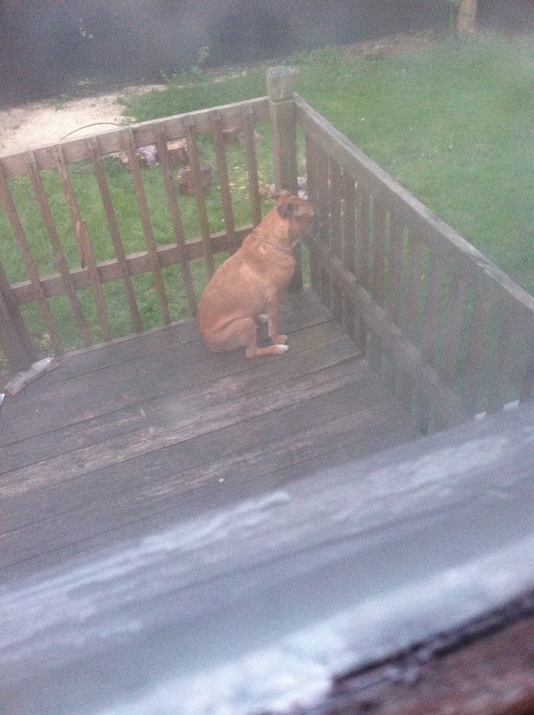 My dad yelled at my dog.. his words &quot;You know what, you dog! If you're not coming in then stay the outside&quot; He's been sitting there in the same spot l