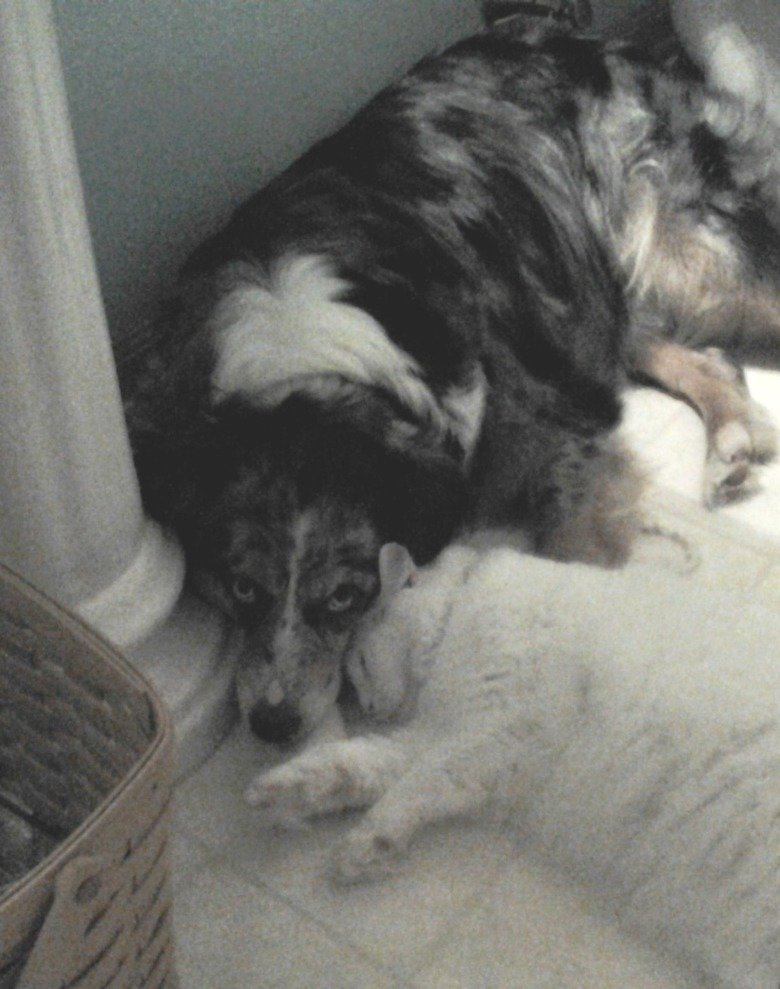 my dog and cat cuddling. my dog, Ellie and my cat, Butters.. that's fricken' adorable
