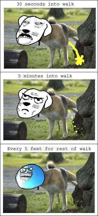 my dog chewy. . a@ , into walk