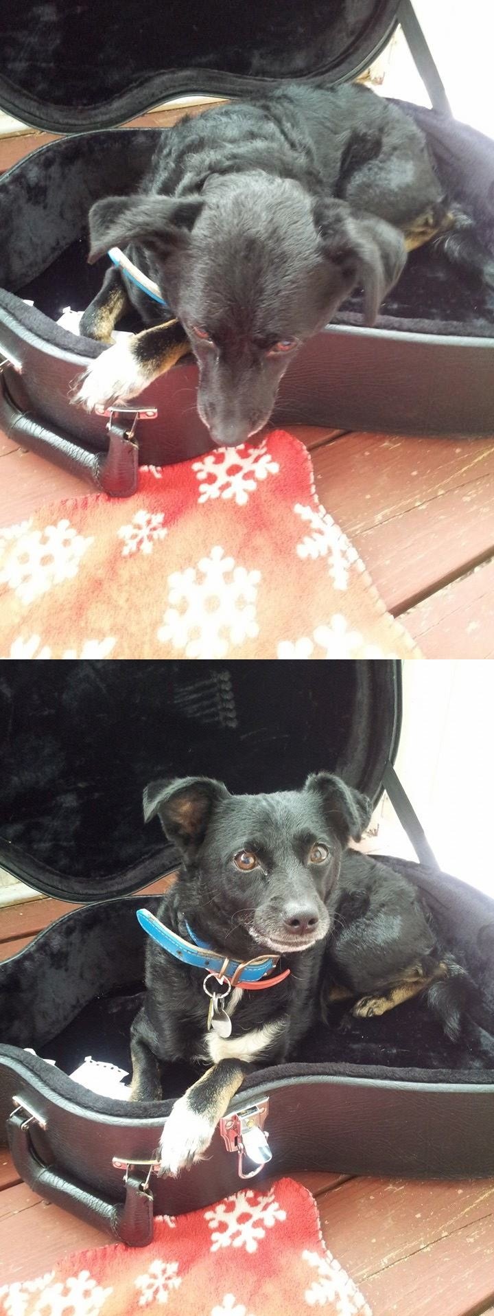 My Dog :). Today, while practicing, I looked over only to find my dog laying in my guitar case..